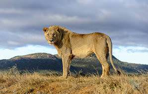 A lion pauses at the top of a grassy embankment in Madikwe.