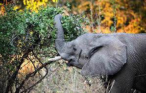 An elephant browses in the bush in Welgevonden.