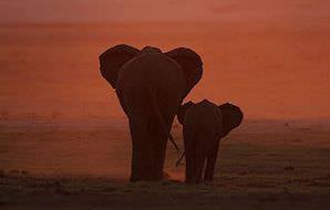 A pair of elephants wander into the dusk.