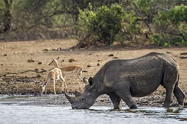 A rhino drinks from a river in the Kruger National Park.