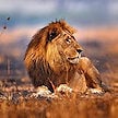 A male lion resting in dry grass.