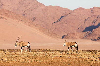 Two gemsbok walking across a gravel plain with desert mountain slopes behind them.