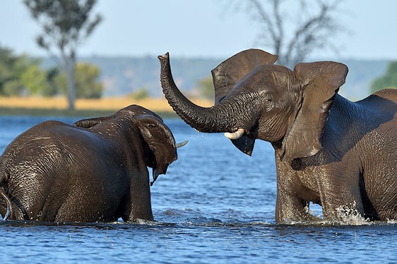 Two elephants playing in deep water with trunks raised in Botswana.