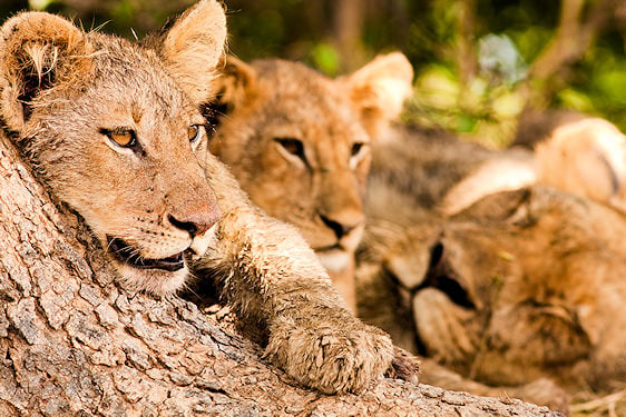 Young lion cubs resting together against a tree trunk.