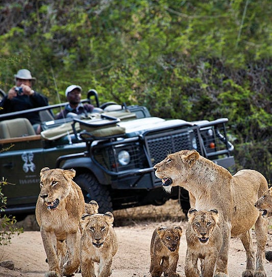 Guests on an African safari game drive at Sabi Sand view a pride of lions walking near their open vehicle.