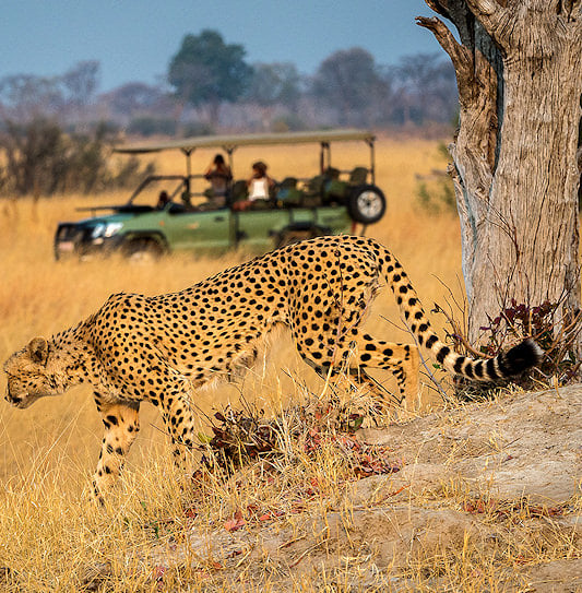 A cheetah walking through dry grass with a safari vehicle in the background, Hwange National Park, Zimbabwe.