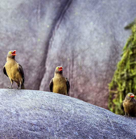 Yellow-billed oxpeckers perched on the back of a hippo.