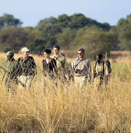 Tourists walking through tall grass on a walking safari with a guide, South Luangwa National Park.