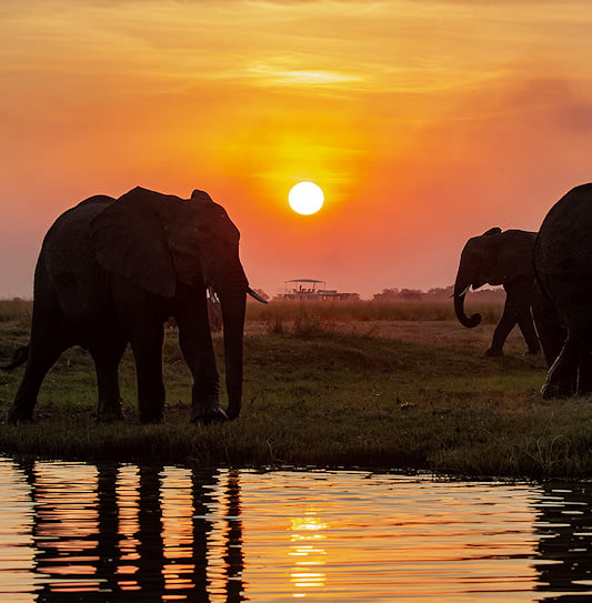Silhouetted elephants on a riverbank at sunset with a safari boat in the background.