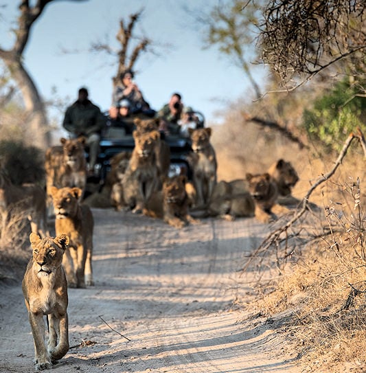 A pride of lions on a dirt track in front of a safari vehicle.