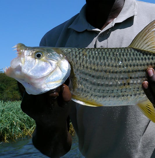 A person holding a large tigerfish on a boat, Zambezi River.