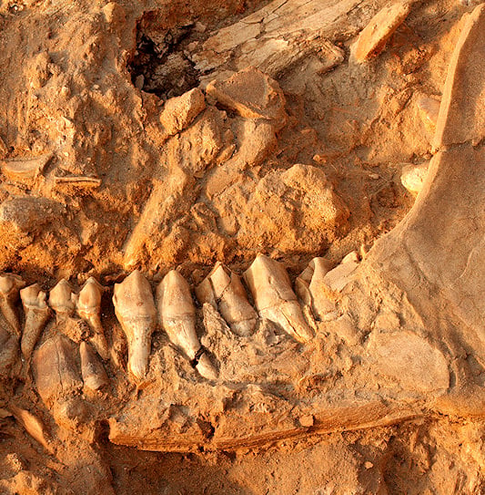 A fossilized jawbone embedded in earth at the West Coast Fossil Park.