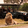Tourists observing a male lion in the grass from an open safari vehicle.