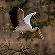 A yellow-billed stork with spread wings perched on a branch.