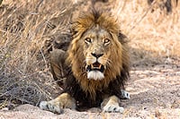 A male lion lying on sandy ground, facing forward.