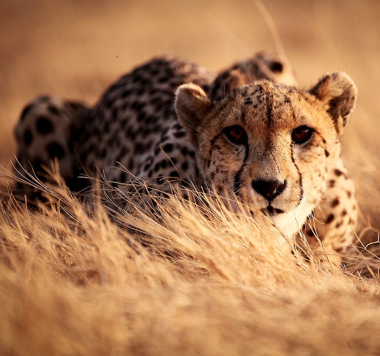 A cheetah with a focused expression crouching low in dry grass, facing forward.