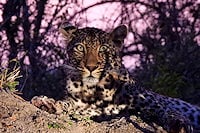 A leopard lying on a dirt mound, facing forward at dusk.