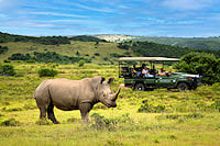 A rhinoceros standing in a grassy field with a safari vehicle in the background.
