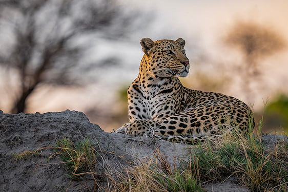 A leopard lying on a mound and looking to the side in the Okavango Delta.