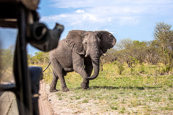 An elephant walking on a grassy clearing, viewed from a safari vehicle in the Chobe region.