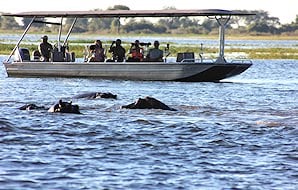 Guests observing hippos in the Chobe River from a safari boat.