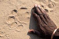 A hand on the sand next to a large paw print to show its size.