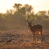 Impala male walking.