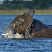 Elephant crossing the Chobe River.