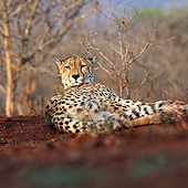 Cheetah resting in the wild.