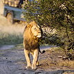 Male lion walking along a dirt road near a safari vehicle.