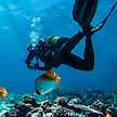 Scuba diver swimming near yellow butterflyfish above a coral reef.
