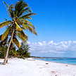 Palm tree leaning over a quiet shore with calm water in the background.