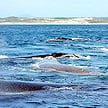 Whales surfacing in coastal waters off the Overberg shoreline.