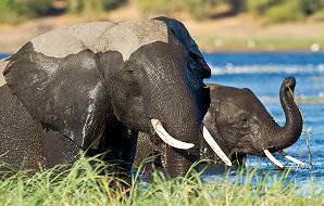 Elephants bask in the prolific waters of the Chobe River.