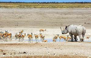 A rhino pauses at waterhole in Etosha alongside a herd of springbok.