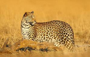 A leopard pauses in the grasslands on the edge of Mana Pools.