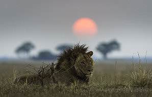 A lone male lion at sunset on the Busanga Plains of Kafue National Park.