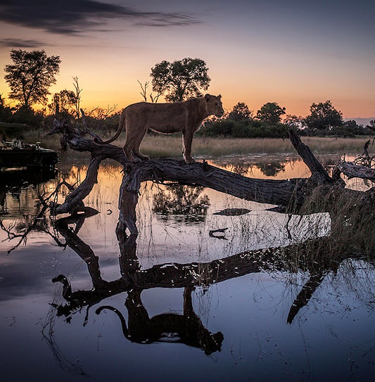 A lioness observes her territory from a tree branch in the Okavango Delta floodplains of Botswana.