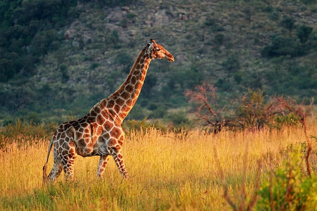 A giraffe walking in the wilderness of the Pilanesberg National Park.