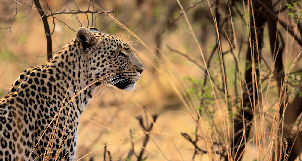 A leopard sitting in the grass.