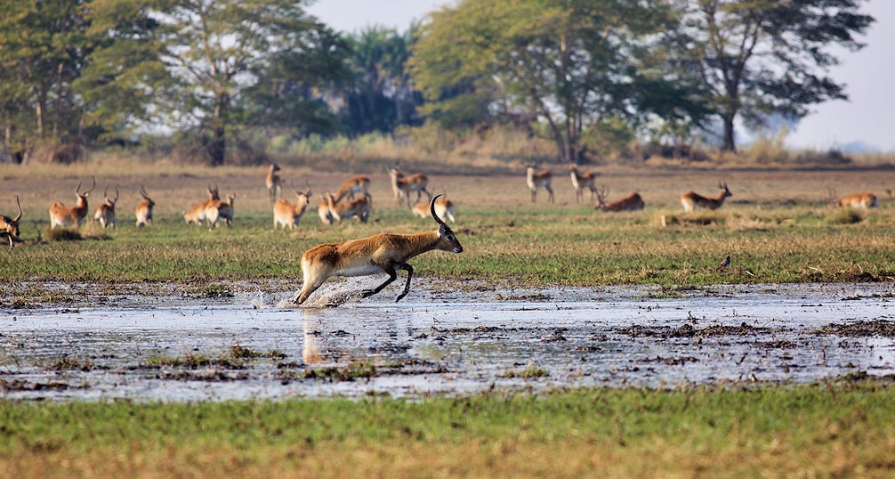 Lechwe on the floodplains at Kafue National Park.