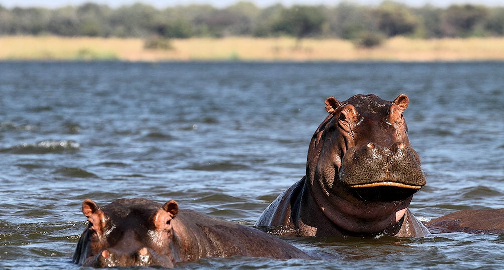 Hippos in the Zambezi River.