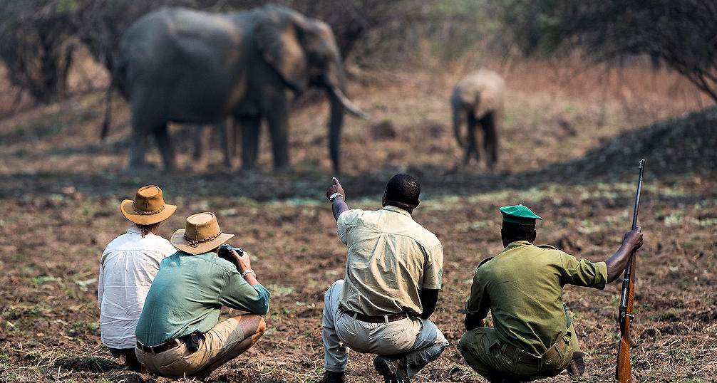 Guests observe elephants during a walking safari at Tena Tena Camp