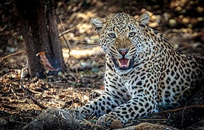 A leopard in the wilderness of Zambia.