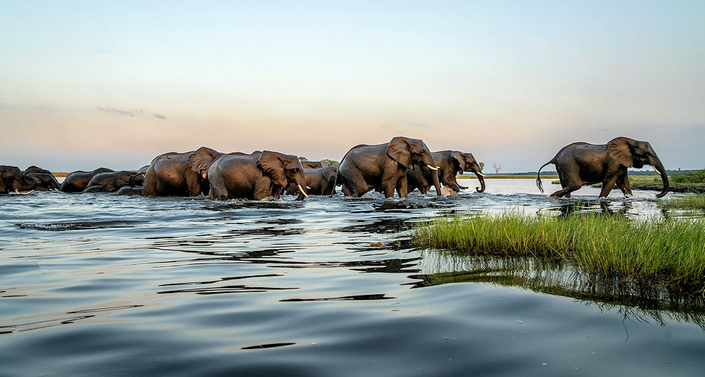 A herd of elephants crossing a river in Chobe National Park on an African safari