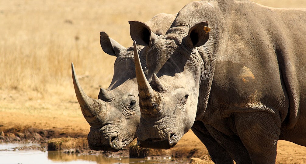 Close-up of two rhinos with their two distinctive horns at a waterhole.
