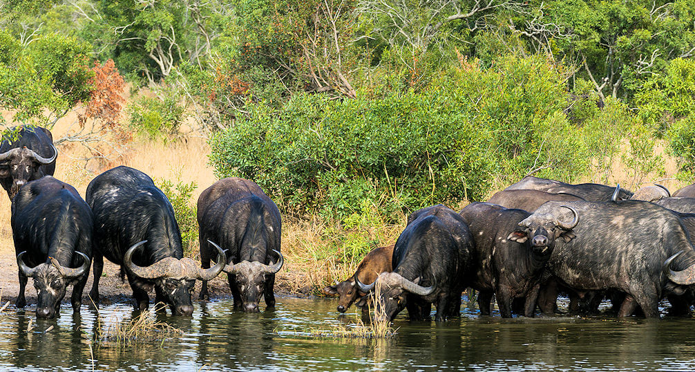 A herd of buffalo drinking from a river in the Kruger National Park.