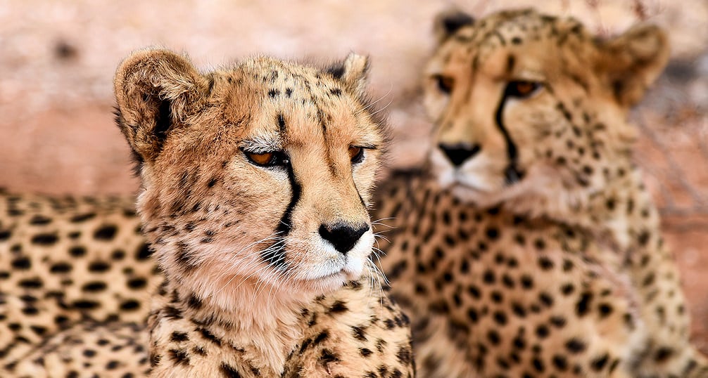 Facial shot of two cheetah highlighting the famous tear drop marking by their eyes.