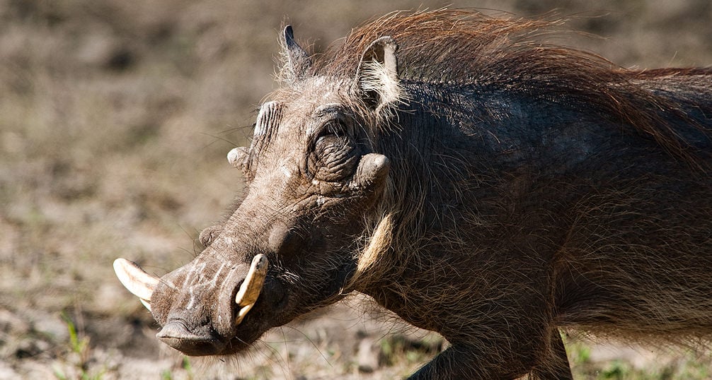 A side shot of a warthog with a good view of it's tusks.