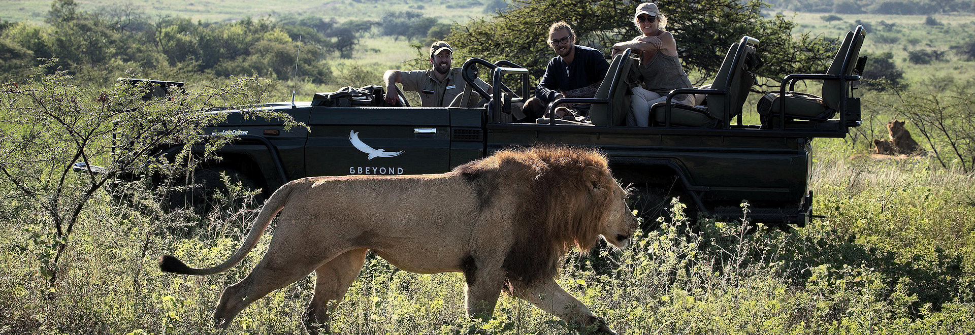 A male lion walking in the African savanna during a guided safari tour